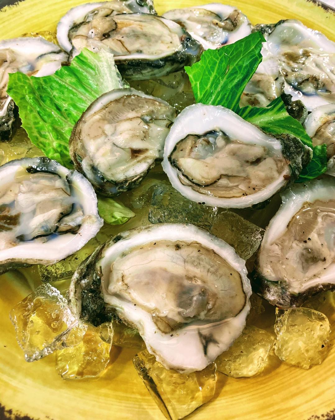 Fresh oysters on ice with green lettuce leaves on a yellow plate.